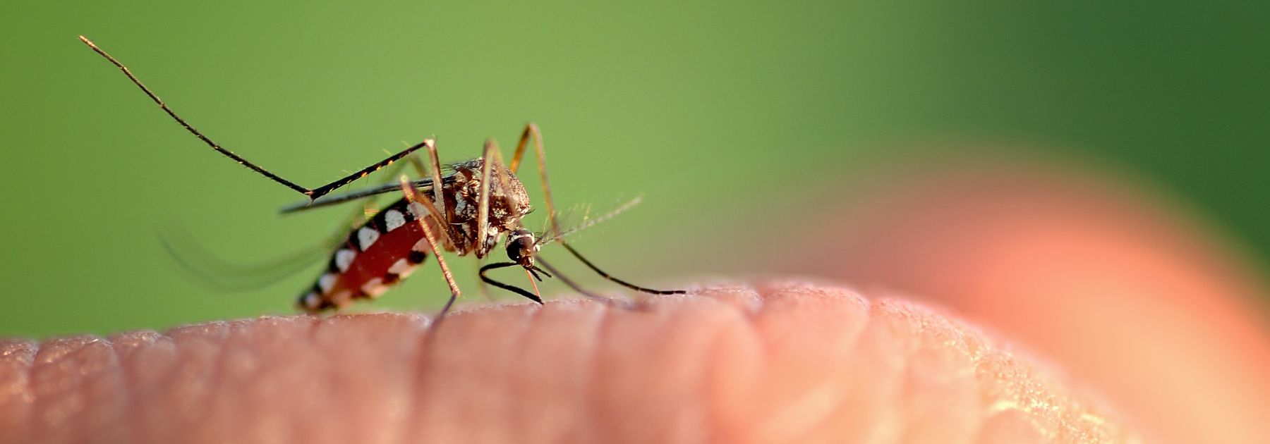 Japanese Encephalitis Vaccine in Manchester