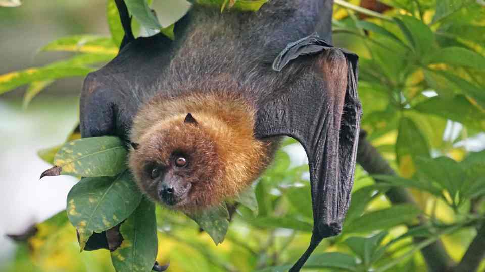 Bat and dogs can pass on rabies, so it is important to get the rabies vaccine in Manchester before you travel