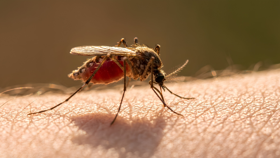 malaria prevention tablets