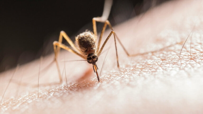 malaria prevention tablets